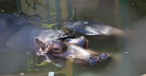 Hippo in at Foto stock
