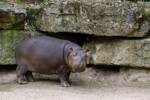 Hippo Stock Photos