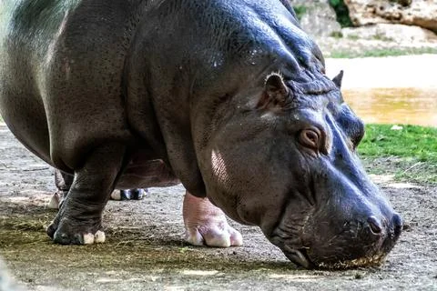 HIPPO Stock Photos