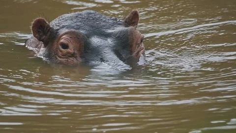 A Hippo playing, Standing Up And Sinking In The Brown Water In Sosian Stock Footage 127861161
