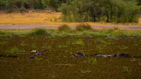 Hippo Pod At Dusk Stock Footage 70866561