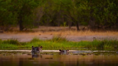 Hippo Pod At Dusk Stock Footage 70866751