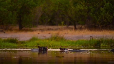 Hippo Pod At Dusk Stock Footage 70866975