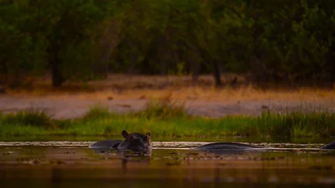 Hippo Pod At Dusk Stock Footage 70867262