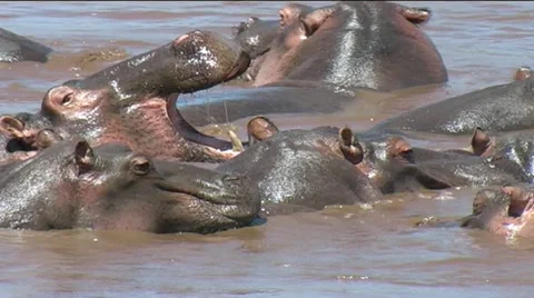 Hippo Pod Stock Footage 12360329