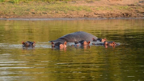 Hippo Pod Stock Footage 70868269