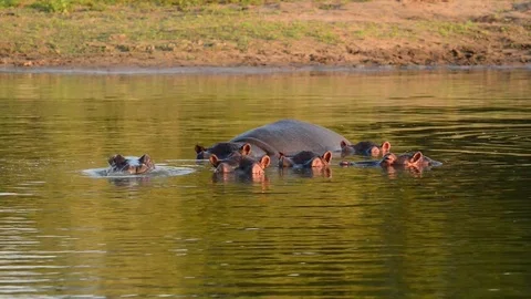 Hippo Pod Stock Footage 70868676