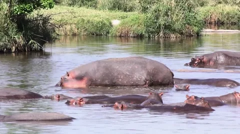 Hippo pod swimming Stock Footage 63352021