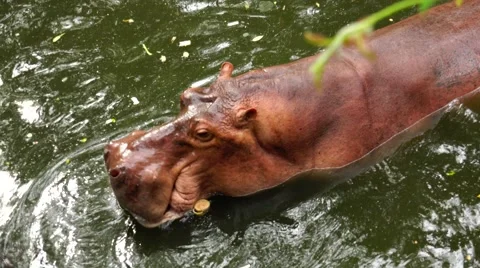 Hippo in a pond. Stock Footage 63044758