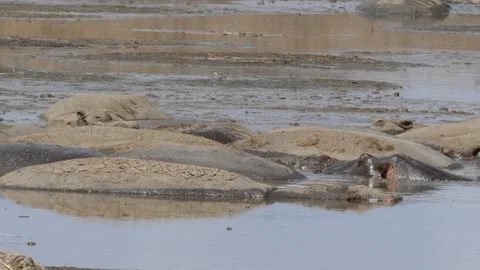 Hippo pool Stock Footage 125513279