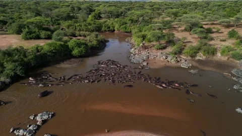 Hippo Pool Video stock 314370519