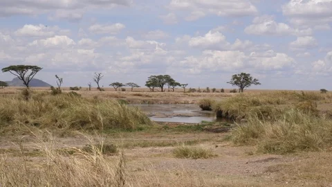 Hippo pool, Serengeti Video stock 125524752
