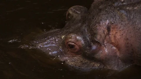 Hippo in the pool in the zoo Stock Footage 88293567