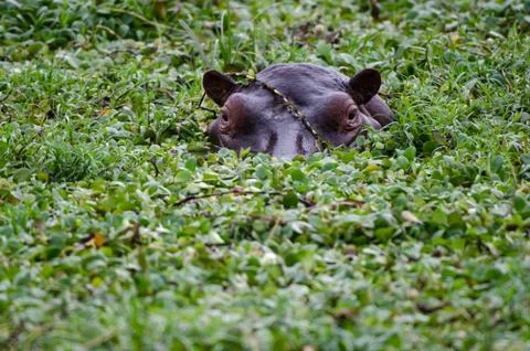 Hippo portrait Stock Photos