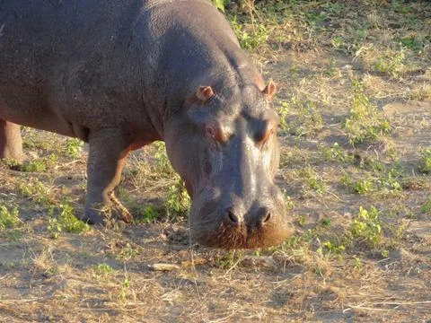 Hippo portrait Stock Photos
