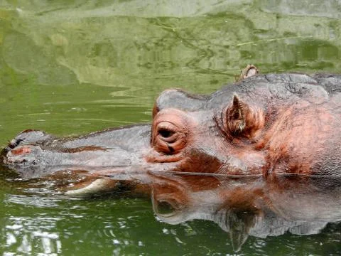 Hippo profile Stock Photos
