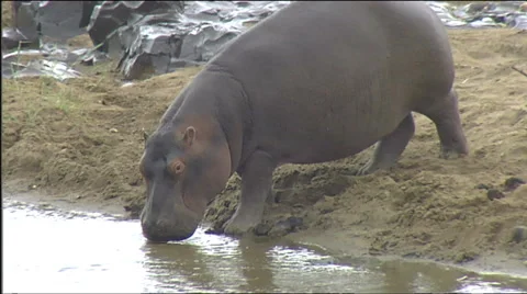 Hippo in rain walking through river Kruger Park Stock Footage 57369650