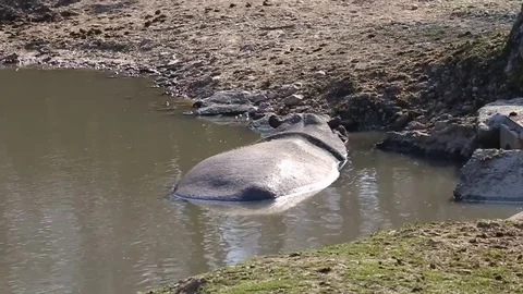 A hippo relaxes in a pond Stock Footage 73447346
