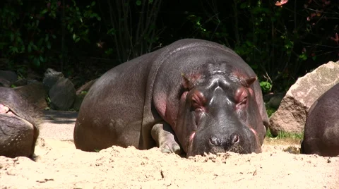Hippo resting front view Stock Footage 51382828