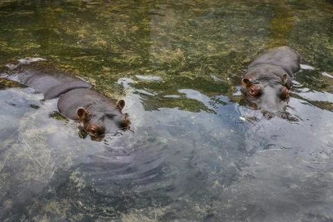 Hippo resting in the water Fotos Stock