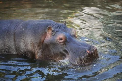 Hippo resting in the water Stock Photos