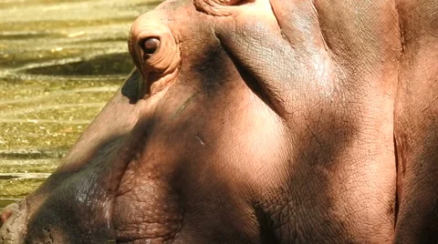 Hippo in the River close-up Stock Footage 68518336