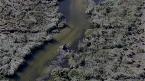 Hippo River Video stock 39886329