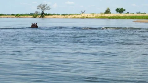 Hippo in the river Video stock 84660706