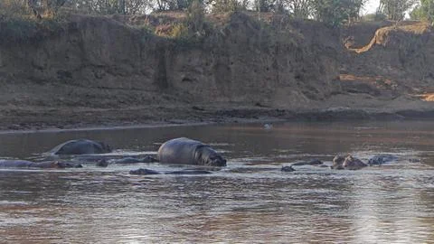 Hippo in river Stock Photos