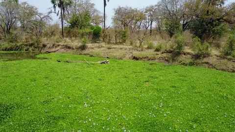 Hippo On Riverfront Video stock 84110152