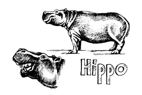 Hippo set sketch Stock Illustration
