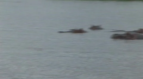 Hippo showing teeth 스톡 동영상 117439