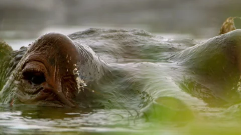Hippo sighting in the okavango delta during the daytime Stock Footage 326048912