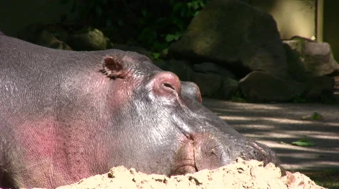 Hippo sleeping medium close up Stock Footage 51374348