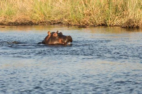 Hippo smlie Stock Photos