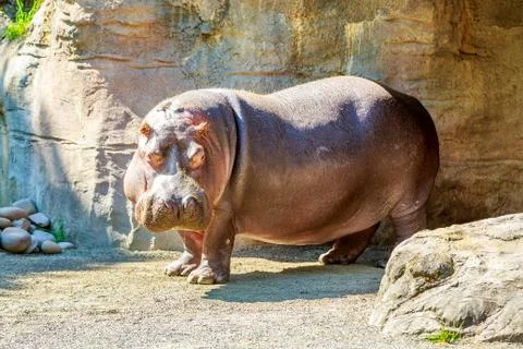 Hippo standing Stock Photos