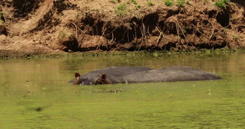 A hippo stands in a green river. Stock Footage 147961808