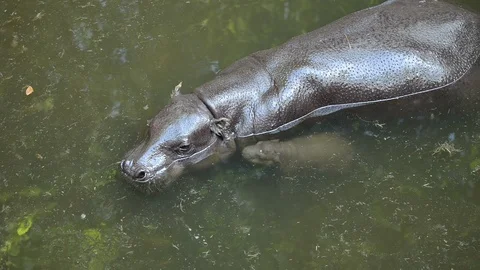 Hippo Stock Stock Footage 126227109