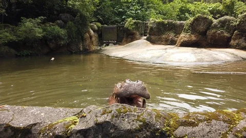 Hippo submerged in the lake, being feed with carrot Stockbeeldmateriaal 105308452
