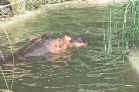 A hippo submerges Video stock 548759