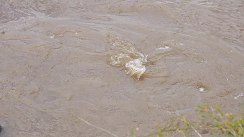 Hippo Submerging in Muddy River Stock Footage 316980736
