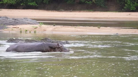 Hippo Submerging In River - Slow Motion Stock Footage 158929856
