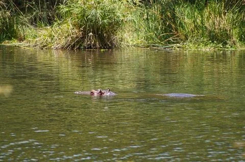 A hippo on the surface Foto stock