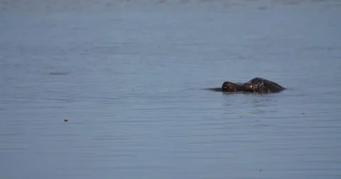 Hippo Surfaces Stock Footage 60386569