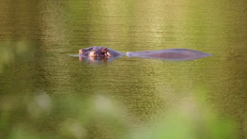 Hippo Surfacing Stock Footage 142092527