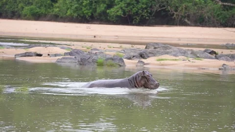 Hippo Surging Through Water - Slow Motion Stock Footage 158929370