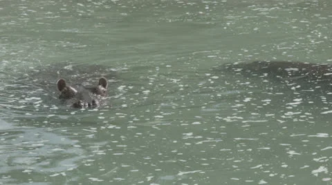 Hippo swiming Stock Footage 25604088