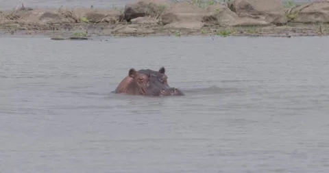 Hippo swimming encounter Stock Footage 168323991