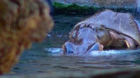 Hippo swimming in the pool at the zoo Stock Footage 233740940