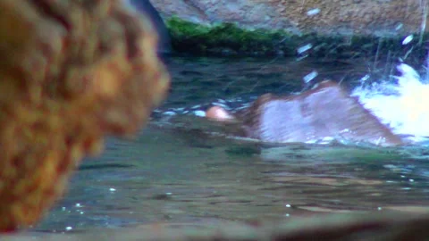 Hippo swimming in the pool at the zoo Stock Footage 233740992